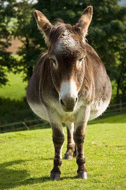 Fat donkey - Miniature donkeys, on average, carry a foal for 12 months. The average jennet produces one offspring every 13 to 14 months. Birth weights are generally between 18 and 25 pounds (8.2 to 11 kg). Twinning in miniature donkeys is rare. Foals are up and nursing within 30 minutes and are weaned at 5 to 6 months of age. 